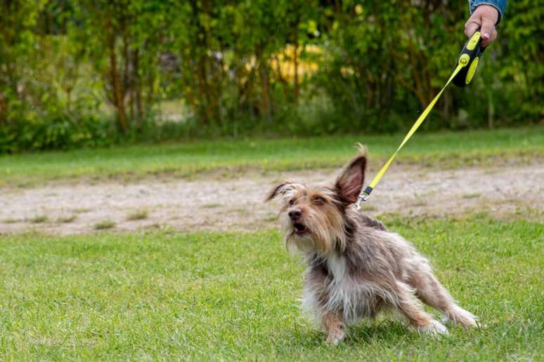 Epis&oacute;dios traum&aacute;ticos podem fazer o cachorro associar o passeio a algo ruim 