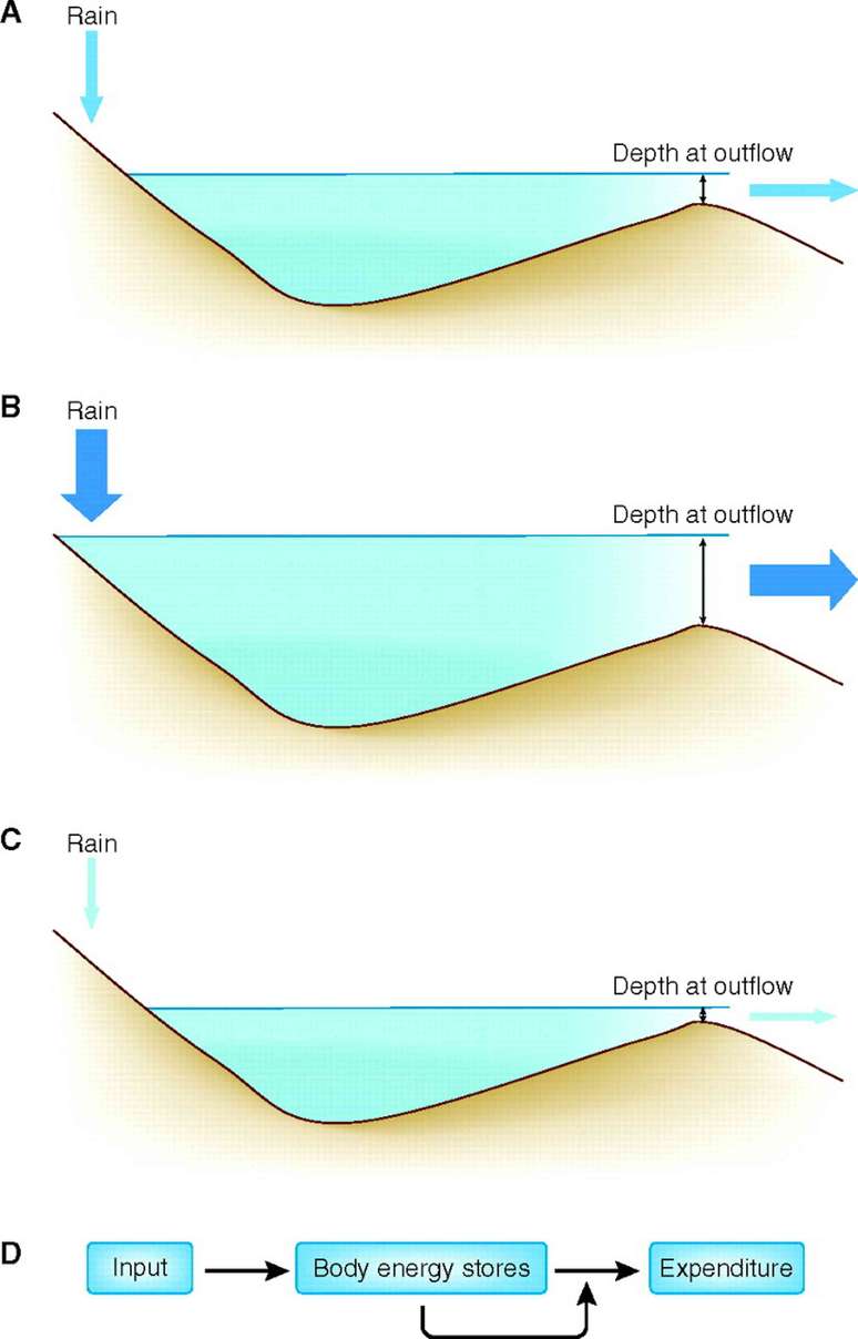 Tr&ecirc;s diagramas de um lago enchendo com chuva e &aacute;gua fluindo para fora em volumes vari&aacute;veis, seguidos por um diagrama que ilustra como a entrada de energia influencia os estoques de energia do corpo, que s&atilde;o mutuamente influenciados pelo gasto energ&eacute;tico