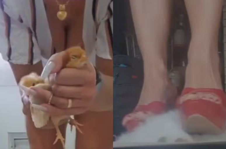 Daiana Schuinsekel de Almeida foi presa nesta quinta-feira, 28, pela Pol&iacute;cia Civil de S&atilde;o Paulo, suspeita de torturar e matar animais para produzir v&iacute;deos vendidos na internet