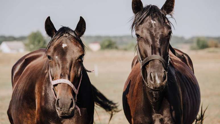 Estudos indicam que cavalos conseguem identificar express&otilde;es faciais humanas e reagir de forma diferente a sinais de alegria, tens&atilde;o ou raiva &ndash; depositphotos.com / VadimVasenin