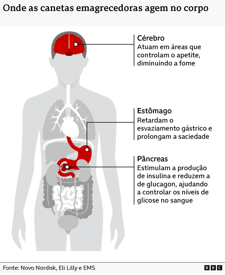 Gr&aacute;fico do corpo humano mostra como agem as canetas emagrecedoras e seus efeitos
