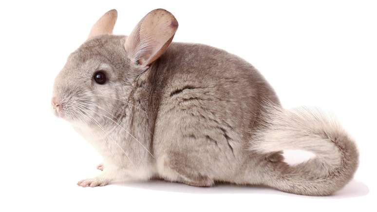 O banho de p&oacute;, feito com minerais espec&iacute;ficos, absorve oleosidade e umidade sem comprometer o isolamento t&eacute;rmico natural do animal &ndash; depositphotos.com / realkatran