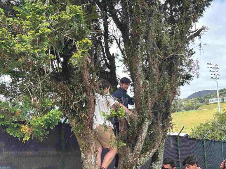 Torcedores sobem em &aacute;rvores para tentar ver treino da Sele&ccedil;&atilde;o -