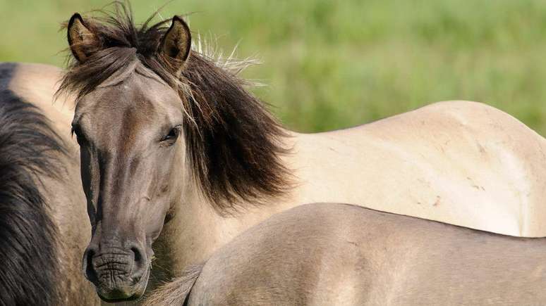 Por muitos anos, a pol&iacute;tica na reserva de Oostvaardersplassen foi de nunca intervir nos processos naturais