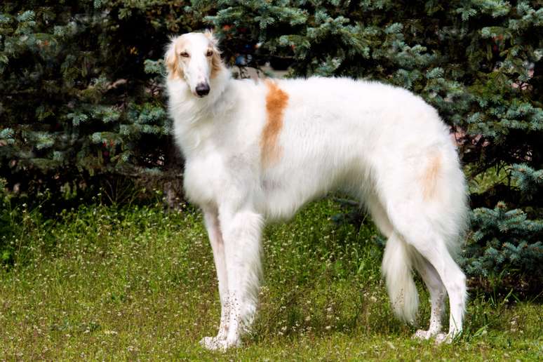 O borzoi foi criado para a ca&ccedil;a de lobos e lebres 