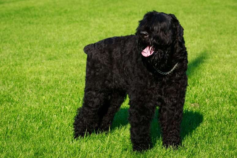 O terrier russo preto foi desenvolvido para atuar como c&atilde;o militar e de guarda 