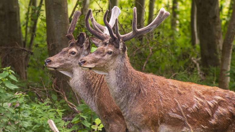 O cervo-vermelho foi uma das esp&eacute;cies animais trazidas por Vera para a reserva Oostvaardersplassen, na Holanda