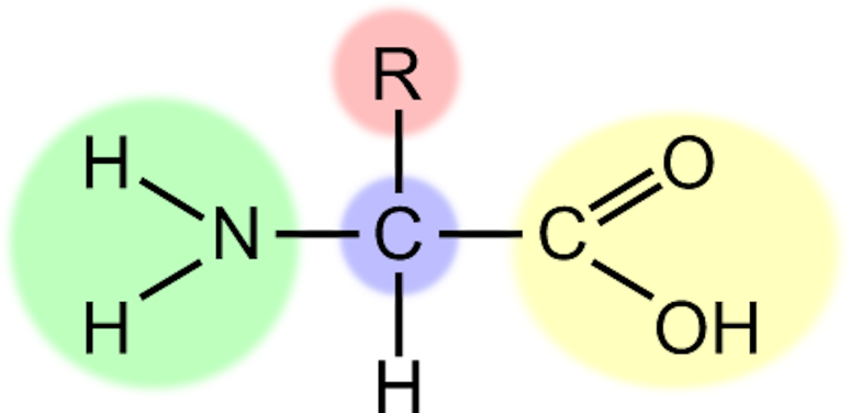 Um diagrama qu&iacute;mico mostrando a estrutura geral de um amino&aacute;cido.