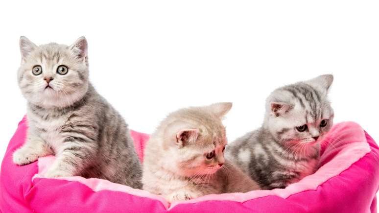 Ao planejar uma festa para gato, a principal preocupa&ccedil;&atilde;o deve ser o bem-estar do animal. O ambiente precisa ser confort&aacute;vel, com locais para se esconder ou se afastar caso o felino se sinta incomodado com barulhos ou excesso de pessoas &ndash; depositphotos.com / AndrewLozovyi