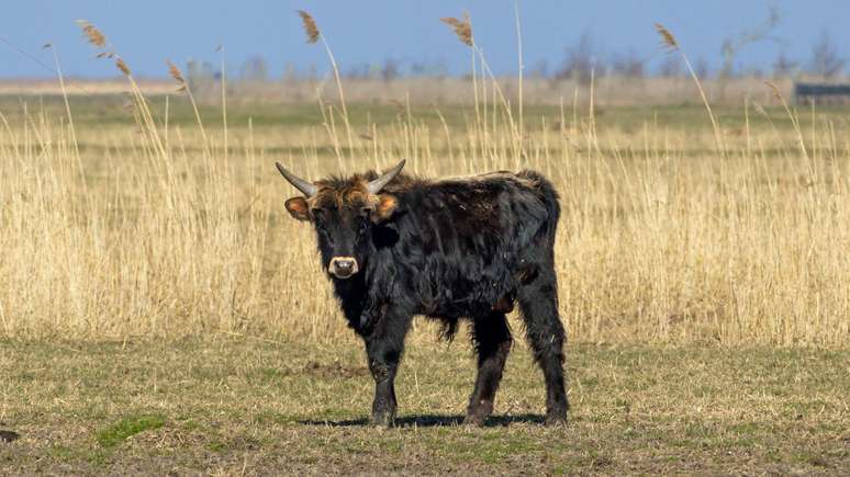 Atualmente, os animais de Oostvaardersplassen s&atilde;o cuidadosamente monitorados e alimentados quando necess&aacute;rio