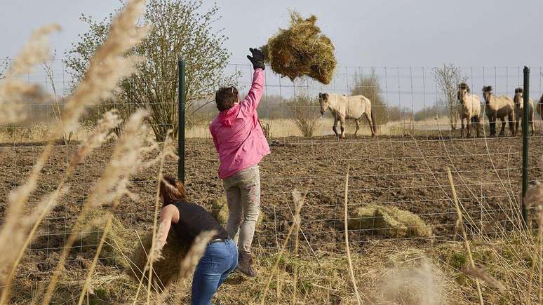 Durante o inverno de 2017-2018, as pessoas iam at&eacute; a reserva lan&ccedil;ar fardos de feno para alimentar os animais