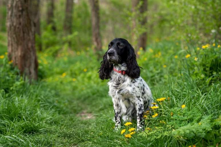 O spaniel russo foi desenvolvido no s&eacute;culo XX para atuar como c&atilde;o de ca&ccedil;a em terrenos variados 