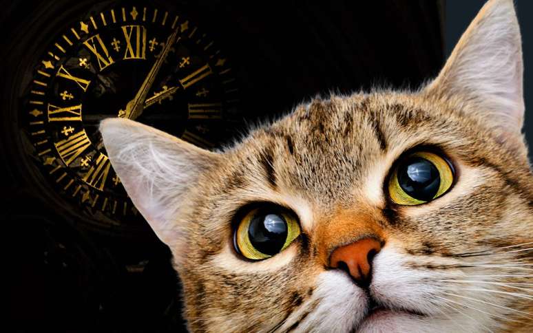 Tabela de idade de gatos