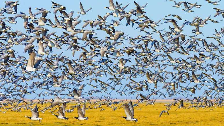 Oostvaardersplassen &eacute; um habitat importante para os gansos entre maio e junho