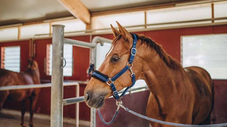 Cavalo -depositphotos.com / AlexGukBO