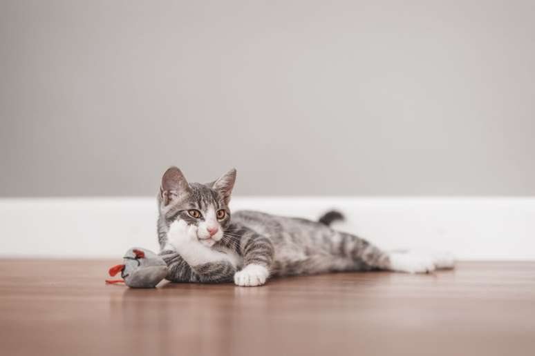 Alguns felinos possuem predisposi&ccedil;&atilde;o gen&eacute;tica para ter a bolsa primordial mais aparente 