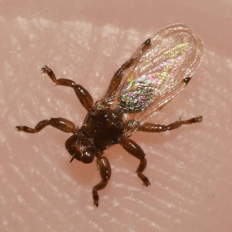 No caso da mosca-do-veado, a redu&ccedil;&atilde;o da vis&atilde;o e a perda das asas ilustram essa l&oacute;gica. Um animal que vive quase o tempo todo fixado a um hospedeiro n&atilde;o precisa de grandes capacidades de voo nem de um sistema visual robusto &ndash; Gwendolyn Erdosh/Wikimedia Commons