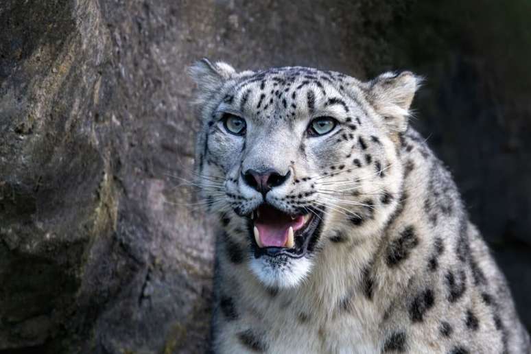 Foto com foco no rosto de um leopardo-das-neves mostrando as presas