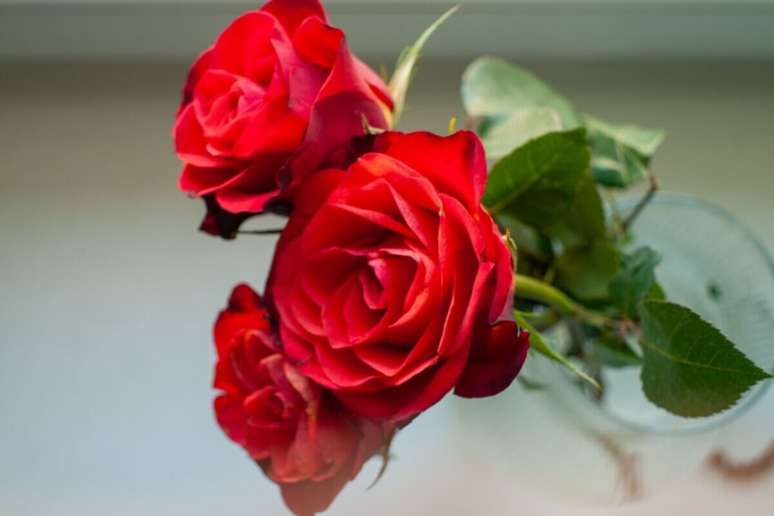 Rosas vermelhas apoiadas em um vaso de vidro