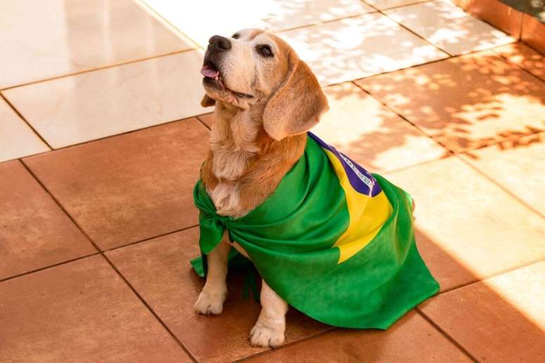 Cachorro da ra&ccedil;a beagle posando com a bandeira do Brasil sobre o corpo em &aacute;rea externa iluminada pelo sol