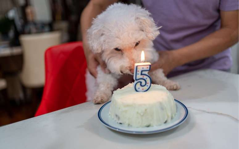 Tabela de idade de cachorro