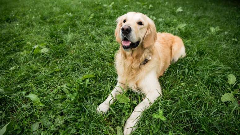 Seu cachorro pode sentir algo que voc&ecirc; n&atilde;o sente: o campo magn&eacute;tico da Terra &ndash; depositphotos.com / AllaSerebrina