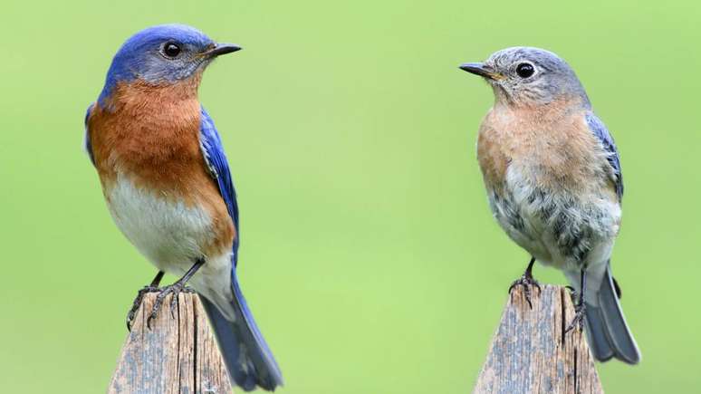 Diferentemente de insetos que produzem sons a partir de padr&otilde;es fixos, muitas aves passam por uma fase de aprendizado vocal &ndash; depositphotos.com / steve_byland