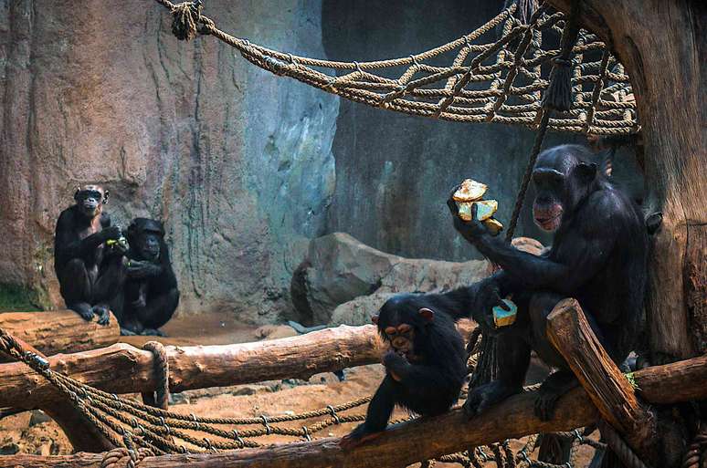 Um grupo de chimpanz&eacute;s no Zool&oacute;gico de Leipzig.