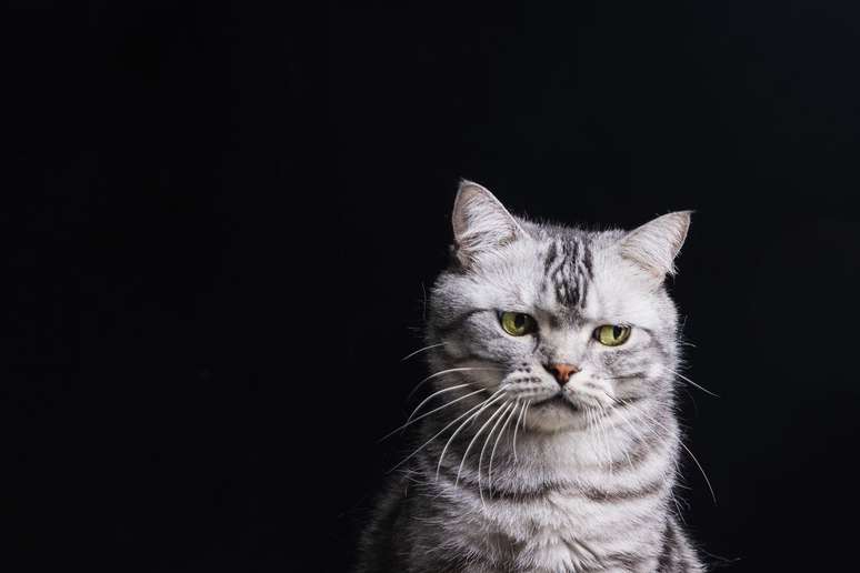 gato cinza em fundo preto