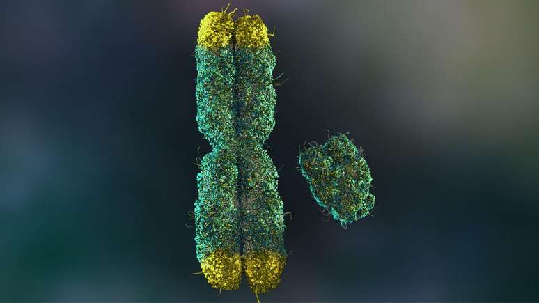 Nos homens, o cromossomo Y &eacute; menor do que o X e carrega menos genes