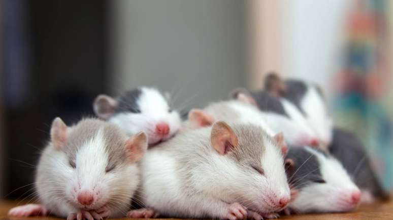 Pesquisas em neuroci&ecirc;ncia indicam que ratos podem apresentar comportamentos pr&oacute;-sociais, ajudando companheiros em dificuldade e refor&ccedil;ando sua complexa vida emocional &ndash; depositphotos.com / bilanol.i.ua