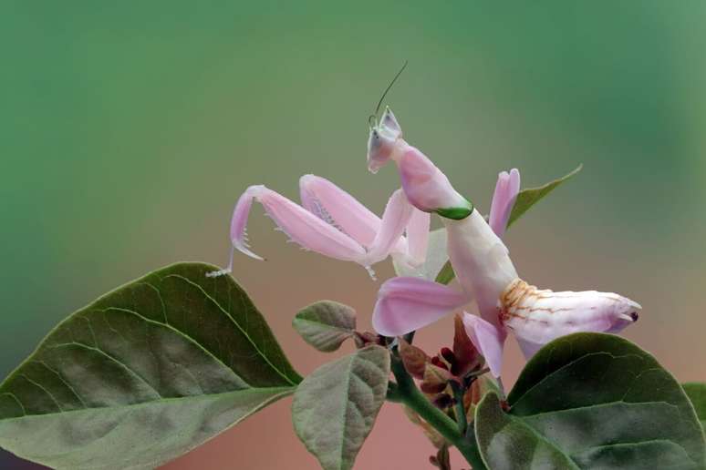 Um louva-a-deus orqu&iacute;dea rosa-claro est&aacute; empoleirado no topo de folhas de plantas verdes, com as pernas dianteiras levantadas. O inseto &eacute; de cor rosa vibrante e branco, com o corpo de formato irregular e olhos esbugalhados. O fundo &eacute; um verde suave desfocado.