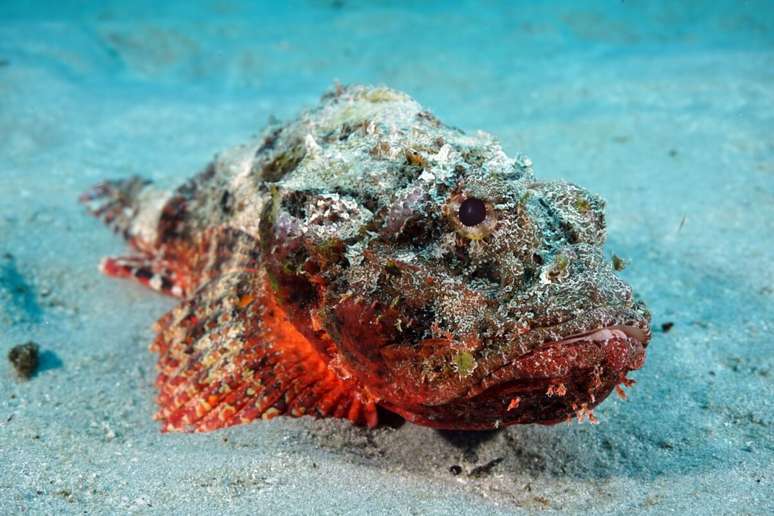 Um peixe-pedra com textura de rocha est&aacute; empoleirado sobre o fundo do mar arenoso. O peixe tem um corpo rechonchudo, grandes olhos redondos e barbatanas vermelhas e amarelas vibrantes. O fundo &eacute; areia fina e &aacute;gua azul-clara.