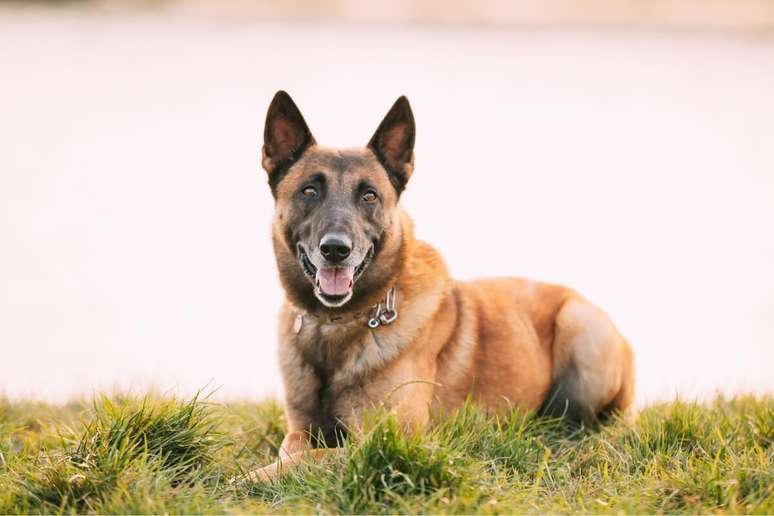 O&nbsp;pastor belga&nbsp;malinois&nbsp;ganhou destaque devido &agrave; sua velocidade, resist&ecirc;ncia f&iacute;sica e capacidade de trabalho intenso 