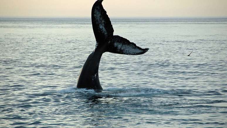 Uma baleia n&atilde;o &eacute; apenas um animal marinho. Ela tamb&eacute;m participa de um ciclo natural que conecta nutrientes, fitopl&acirc;ncton e sequestro de carbono nos oceanos &ndash; depositphotos.com / andipu