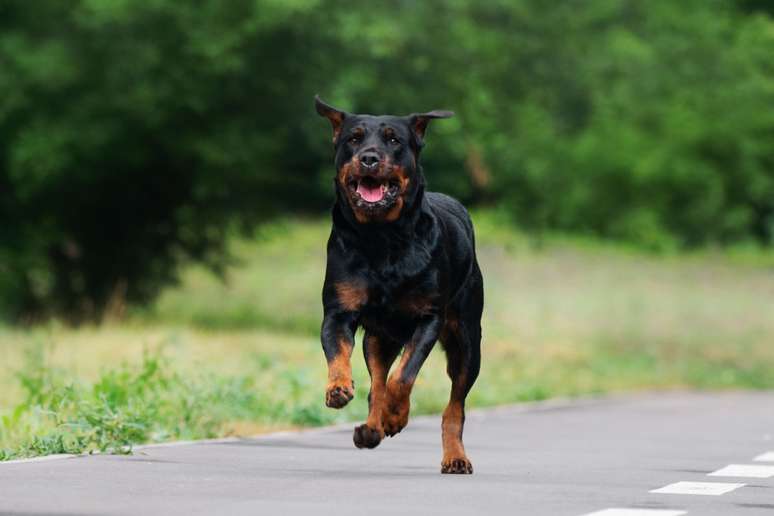 Inteligente e extremamente confiante, o rottweiler&nbsp;apresenta grande disposi&ccedil;&atilde;o para treinamentos 