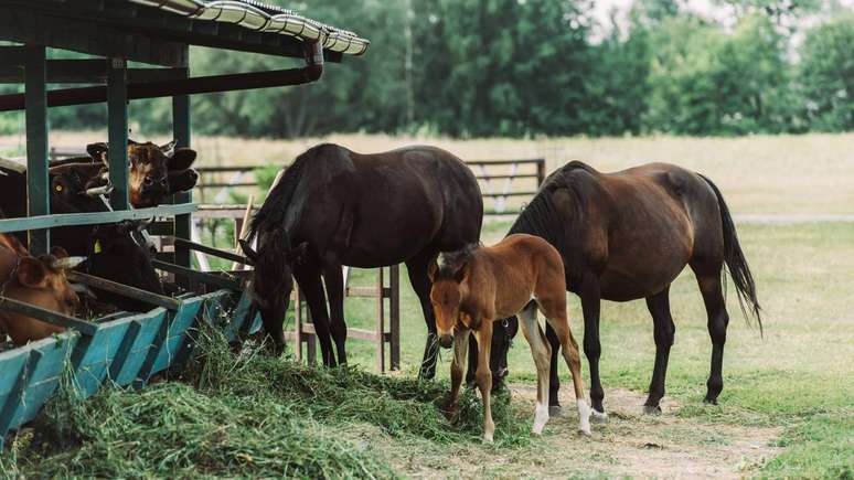 Em grupos de cavalos, certos animais preferem pastar e descansar ao lado dos mesmos parceiros, trocando cuidados de pele e se protegendo mutuamente de eventuais amea&ccedil;as &ndash; depositphotos.com / AndrewLozovyi