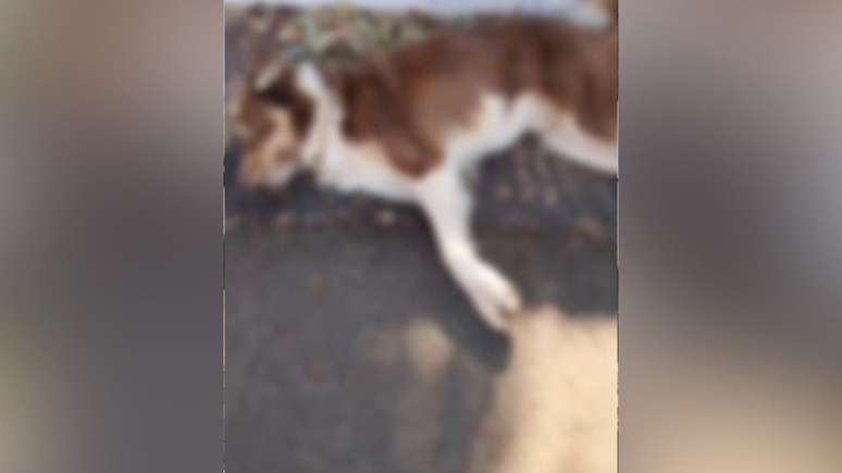 Um c&atilde;o comunit&aacute;rio foi encontrado morto em uma via p&uacute;blica da regi&atilde;o central de Caiu&aacute;, no interior de S&atilde;o Paulo.