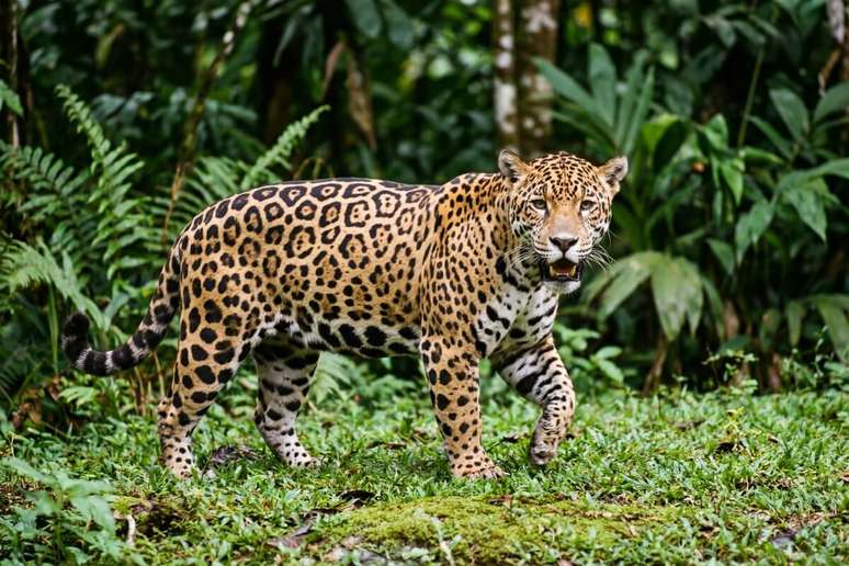 On&ccedil;a-pintada andando em floresta