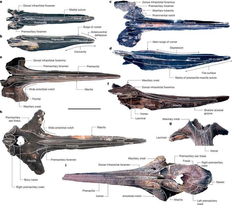 Tipos de ossos identificados mostram que h&aacute; esp&eacute;cies extintas de baleias desconhecidas no local