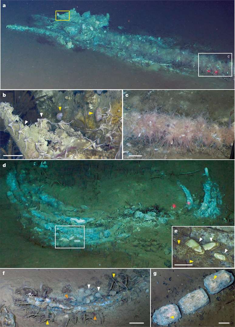 Estudo detalhou animais invertebrados encontrados nas carca&ccedil;as de baleias