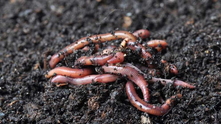 Quando a terra se encharca, parte do ar preso nos poros do solo &eacute; deslocada pela &aacute;gua. Minhocas, por exemplo, precisam de oxig&ecirc;nio e, em ambientes encharcados, esse g&aacute;s fica menos dispon&iacute;vel no subsolo &ndash; depositphotos.com / wawritto