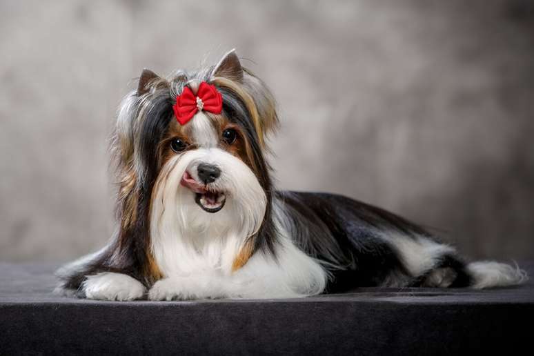 Cadela biewer&nbsp;terrier, com pelagem longa, deitada e com la&ccedil;o vermelho na cabe&ccedil;a