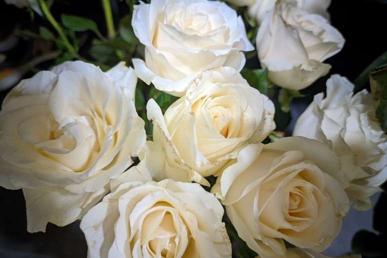 Uma imagem em plano detalhe destaca um buqu&ecirc; de rosas brancas desabrochadas, com p&eacute;talas sobrepostas em tons suaves de creme e marfim. A ilumina&ccedil;&atilde;o vem de cima, criando sombras suaves entre as flores e real&ccedil;ando suas texturas delicadas. No fundo, &eacute; poss&iacute;vel notar folhas verdes escuras e bot&otilde;es de rosas ainda fechados.
