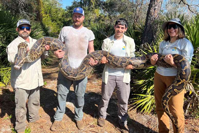 Cada p&iacute;ton f&ecirc;mea pesa em torno de 43 kg