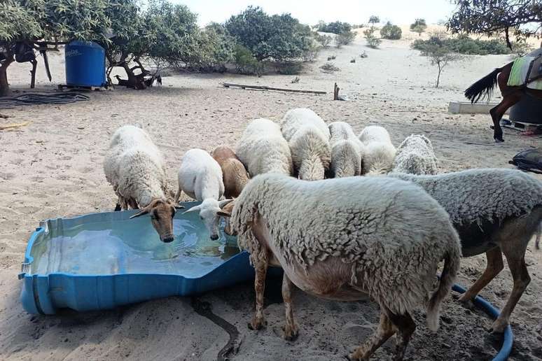 A comunidade camponesa de Catacaos vive principalmente da cria&ccedil;&atilde;o de gado, da apicultura e do cultivo agr&iacute;cola