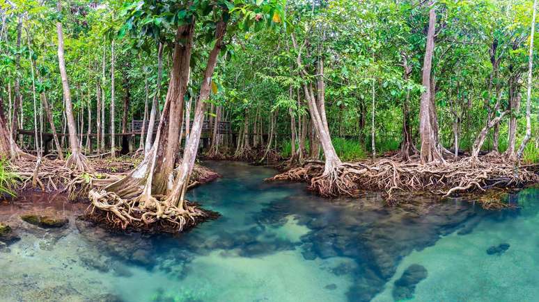 Os manguezais v&ecirc;m se expandindo naturalmente em muitas &aacute;reas costeiras desde 2010