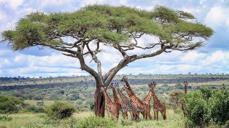 A Reserva de Ngorongoro abriga algumas das experi&ecirc;ncias de saf&aacute;ri mais ic&ocirc;nicas da &Aacute;frica