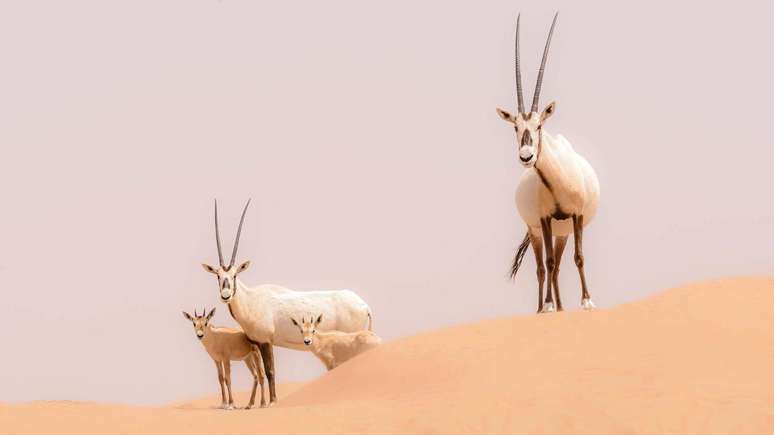 A reserva natural Santu&aacute;rio do &Oacute;rix-da-Ar&aacute;bia foi o primeiro Patrim&ocirc;nio da Humanidade a ser removido da lista da Unesco