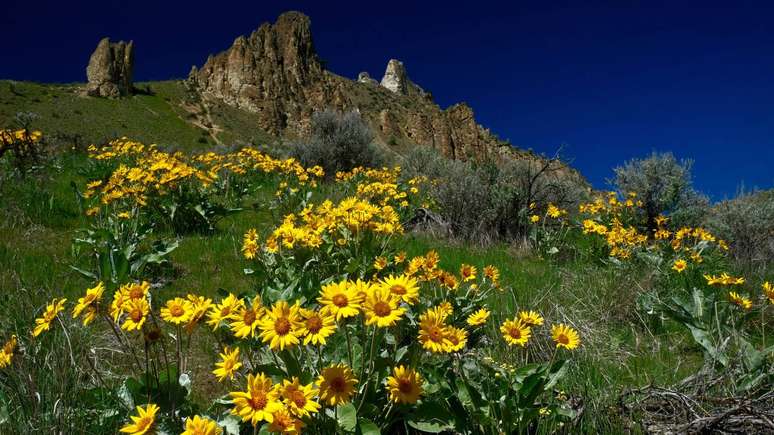 Historicamente, a planta arnica ganhou espa&ccedil;o em pr&aacute;ticas populares e na fitoterapia por diversos usos &ndash; depositphotos.com / MarinaPoushkina